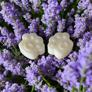 Lavender - Labrador