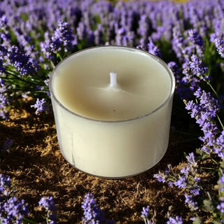 Lavender - Labrador